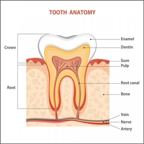 Tooth Anatomy